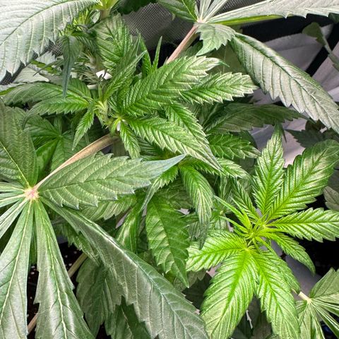 CxLAZ #16 50.72g growlog timeline photo