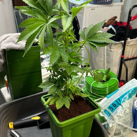 Fuel D.OG #2 Female 49.44g M growlog photo: Transplanted into 1 gal pot