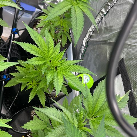 CxLAZ #16 50.72g growlog timeline photo