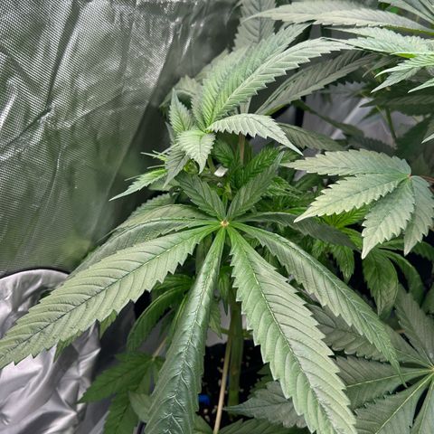 CxLAZ #16 50.72g growlog timeline photo
