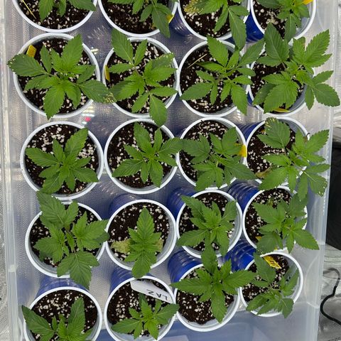 Misc x (LA Kush x Zkittles) #26 60.7g growlog timeline photo