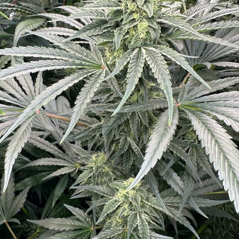 Misc x (LA Kush x Zkittles) #08 growlog timeline photo