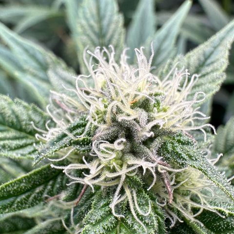 CxLAZ #16 50.72g growlog photo: Stacking nicely 9 heads