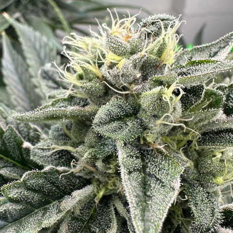Misc x (LA Kush x Zkittles) #23 28.19g growlog timeline photo