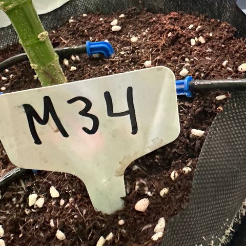 Misc x (LA Kush x Zkittles) #34 15.68g growlog timeline photo