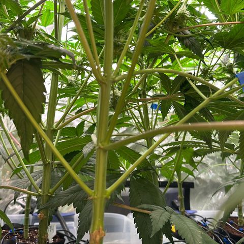 CxLAZ #20 13.7g growlog timeline photo