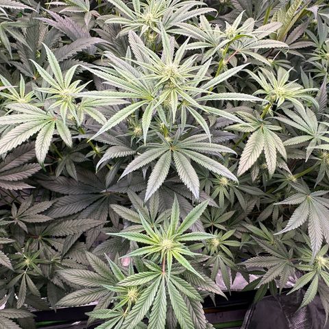 Misc x (LA Kush x Zkittles) #26 60.7g growlog timeline photo