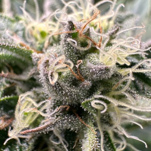 CxLAZ #16 50.72g growlog timeline photo