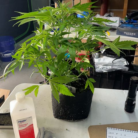 CxLAZ #16 50.72g growlog photo: Lollipoped