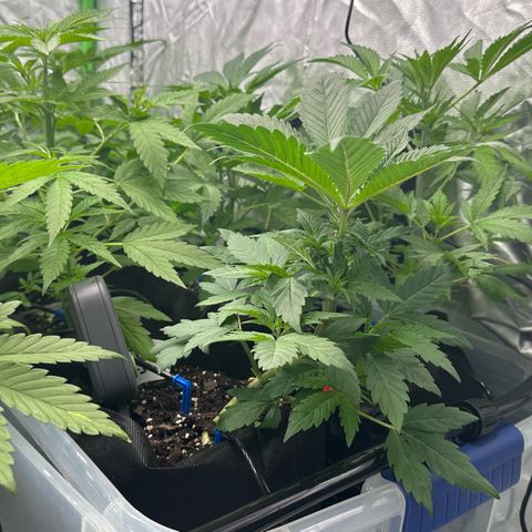 Misc x (LA Kush x Zkittles) #10 growlog timeline photo