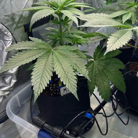 CxLAZ #16 50.72g growlog timeline photo