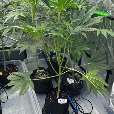 CxLAZ #16 50.72g growlog timeline photo