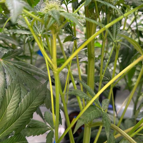 Misc x (LA Kush x Zkittles) #10 growlog timeline photo