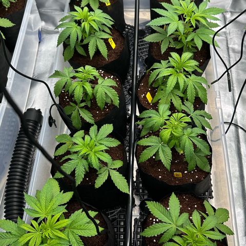 Misc x (LA Kush x Zkittles) #26 60.7g growlog timeline photo