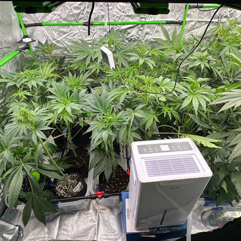 CxLAZ #16 50.72g growlog timeline photo