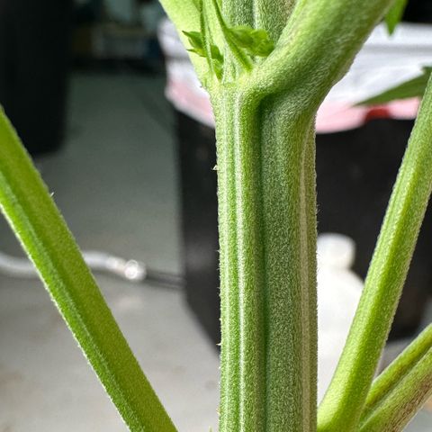 CxLAZ #16 50.72g growlog photo: Lollipoped