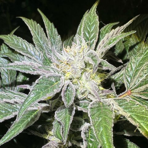 CxLAZ #16 50.72g growlog timeline photo