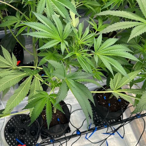 CxLAZ #16 50.72g growlog timeline photo