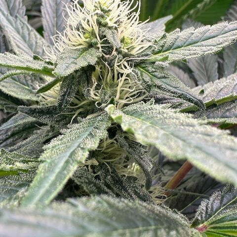 CxLAZ #15 52g growlog timeline photo