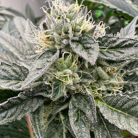 Misc x (LA Kush x Zkittles) #10 growlog timeline photo