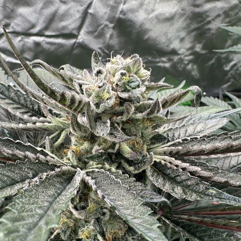 Misc x (LA Kush x Zkittles) #27 33.12g growlog timeline photo