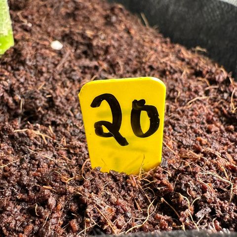 CxLAZ #16 50.72g growlog timeline photo