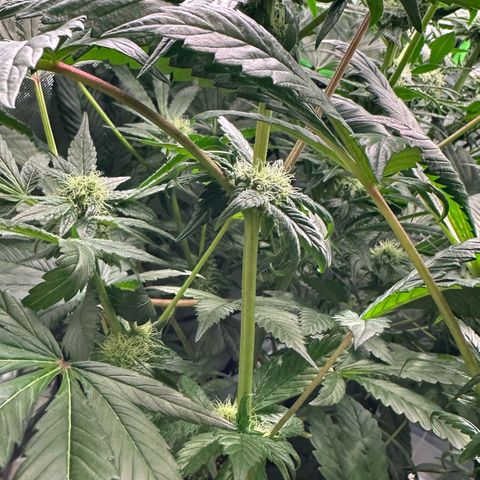 Misc x (LA Kush x Zkittles) #35 28.55g growlog timeline photo