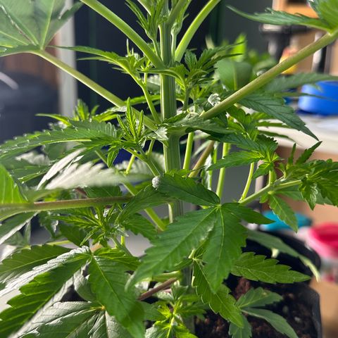 CxLAZ #16 50.72g growlog photo: Lollipoped