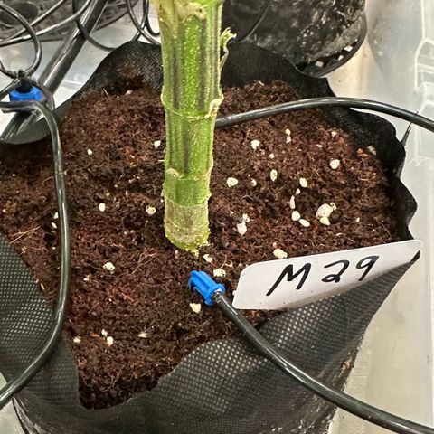 Misc x (LA Kush x Zkittles) #29 25.69g growlog timeline photo
