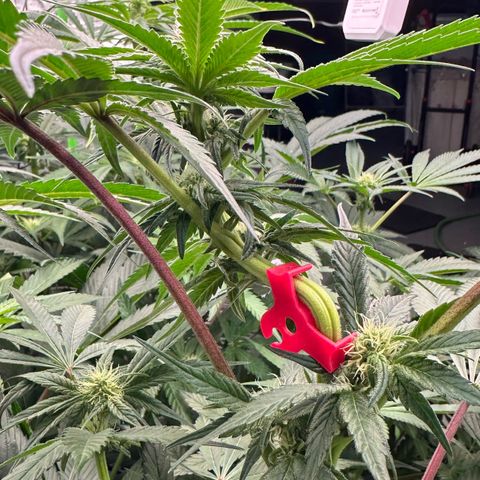 CxLAZ #03 45.52g growlog timeline photo