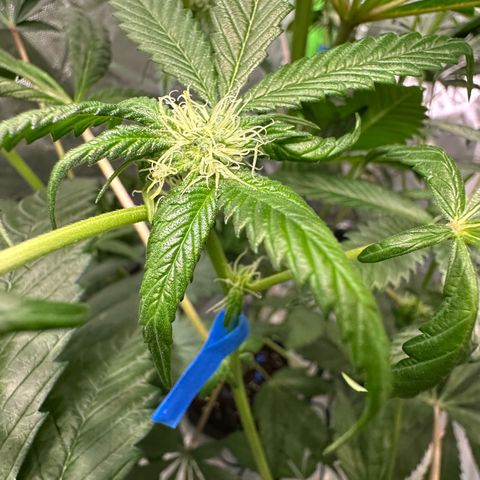 CxLAZ #16 50.72g growlog timeline photo