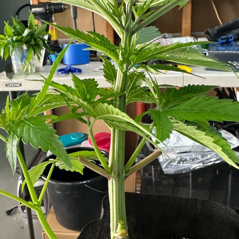 CxLAZ #16 50.72g growlog photo: Lollipoped