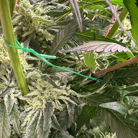 CxLAZ #06 growlog timeline photo