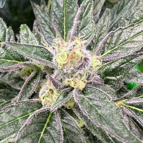 Misc x (LA Kush x Zkittles) #37 42.26g growlog timeline photo