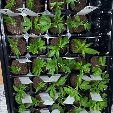 CxLAZ #16 50.72g growlog photo: Clones taken