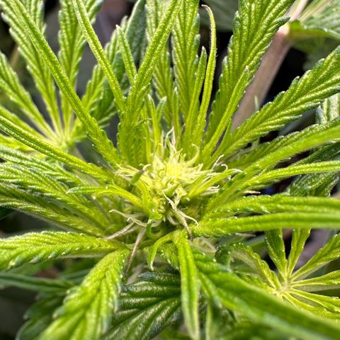 CxLAZ #16 50.72g growlog timeline photo