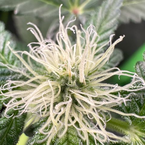 CxLAZ #16 50.72g growlog photo: Pollenated bud site