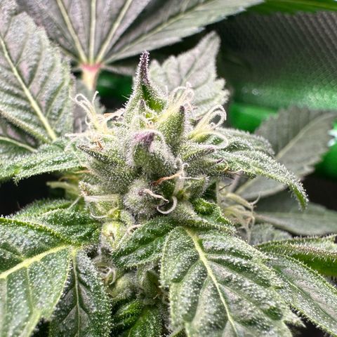 Misc x (LA Kush x Zkittles) #37 42.26g growlog timeline photo