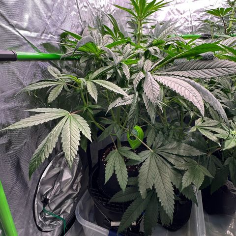 CxLAZ #16 50.72g growlog timeline photo
