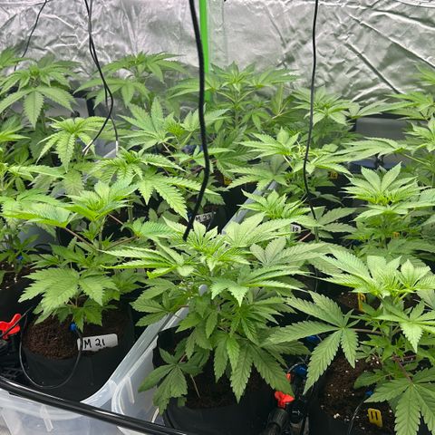 CxLAZ #16 50.72g growlog timeline photo