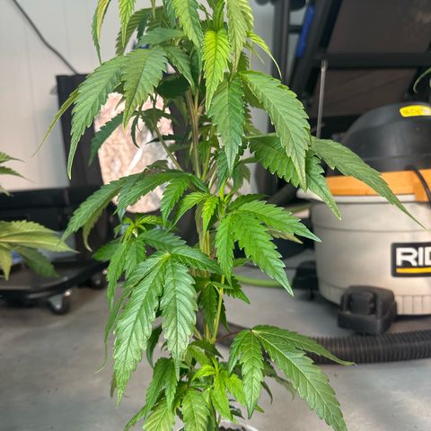 MiscxLAZ #22 C 42.33g growlog timeline photo