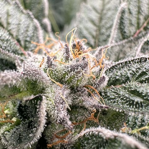 Misc x (LA Kush x Zkittles) #28 13.53g growlog timeline photo