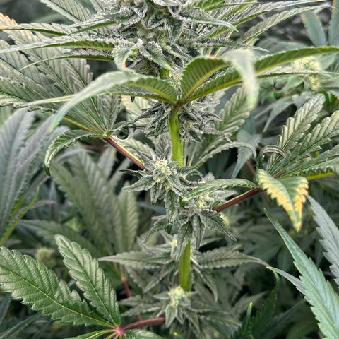 Misc x (LA Kush x Zkittles) #29 25.69g growlog timeline photo