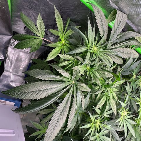 CxLAZ #16 50.72g growlog timeline photo