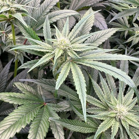 CxLAZ #16 50.72g growlog photo: Stacking nicely 9 heads