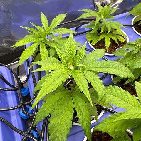 MiscxLAZ #29 C growlog timeline photo