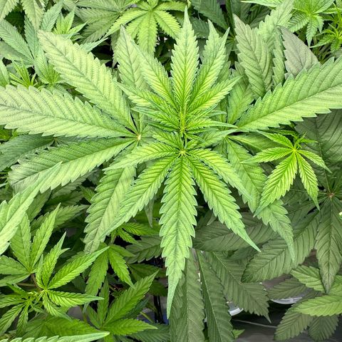 CxLAZ #16 50.72g growlog timeline photo