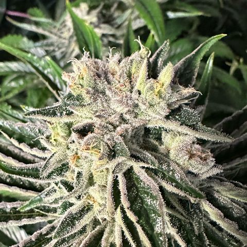 CxLAZ #16 50.72g growlog timeline photo