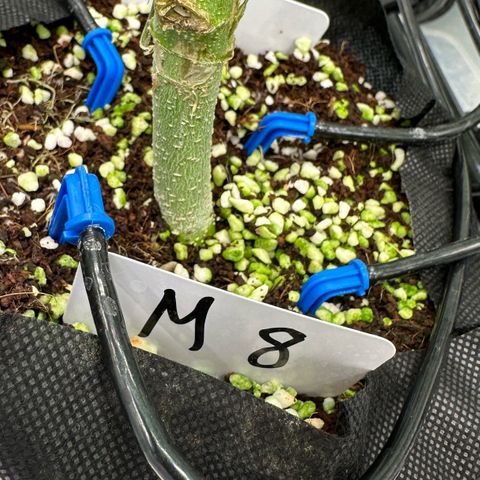 CxLAZ #16 50.72g growlog timeline photo