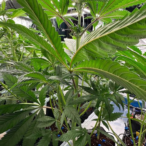 CxLAZ #16 50.72g growlog timeline photo